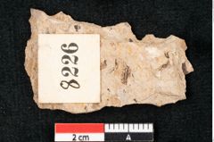 Foto (Detailansicht) von Callitris brongniartii Endl. (NHMW-GEO-2024-0188-8226)